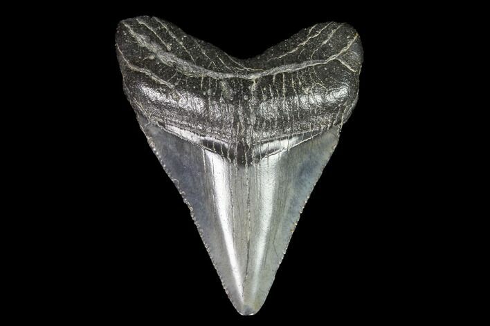 Juvenile Megalodon Tooth - Georgia #99163
